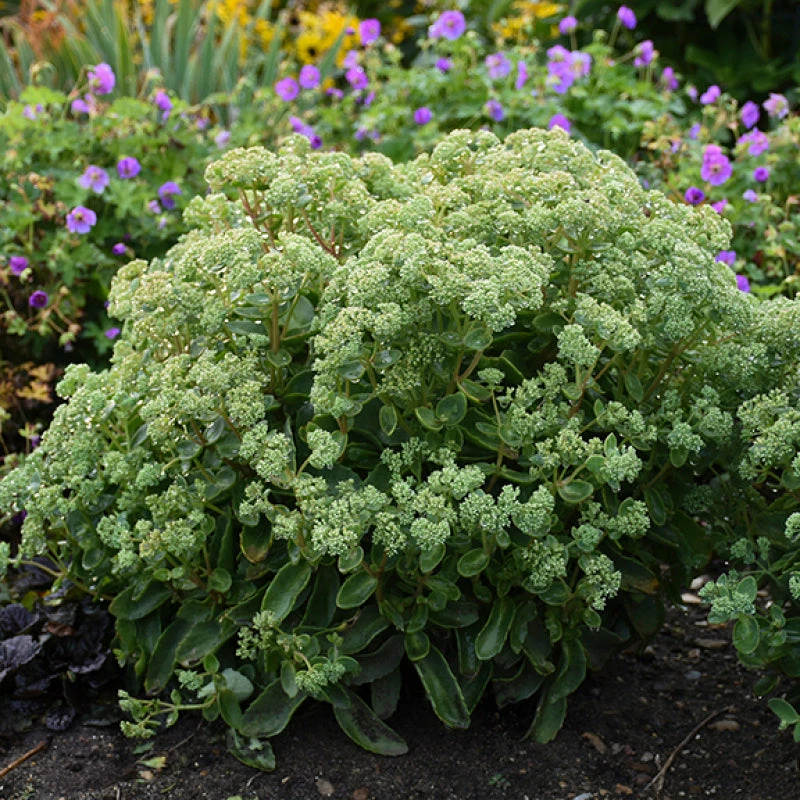 Rock 'N Grow® 'Lemonjade' Stonecrop - Image 3