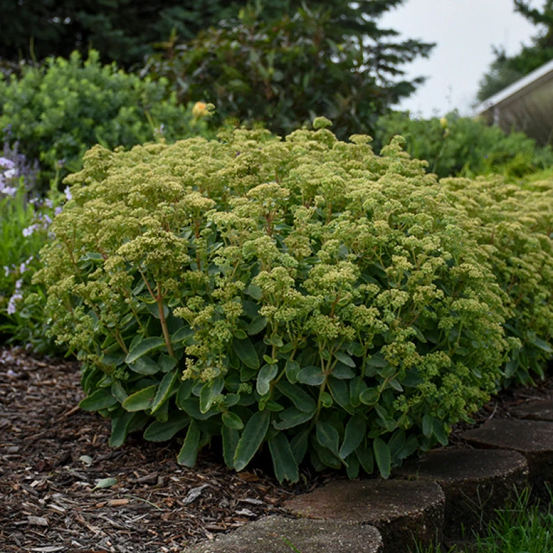 Rock 'N Grow® 'Lemonjade' Stonecrop - Image 4