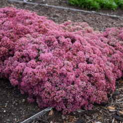 Rock 'N Round™ 'Popstar' Stonecrop