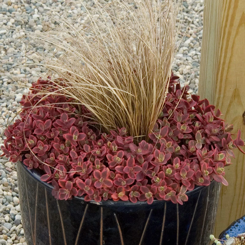 Sunsparkler® 'Wildfire' Stonecrop - Image 2