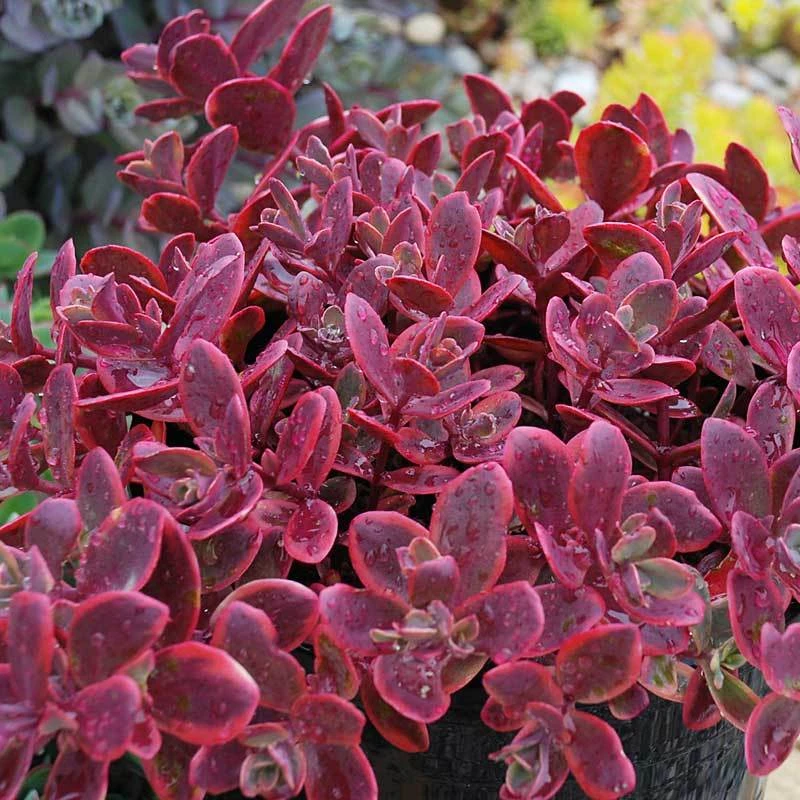 Sunsparkler® 'Wildfire' Stonecrop - Image 3