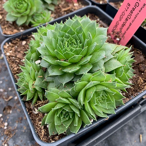 'Silver King' Hens & Chicks - Image 2