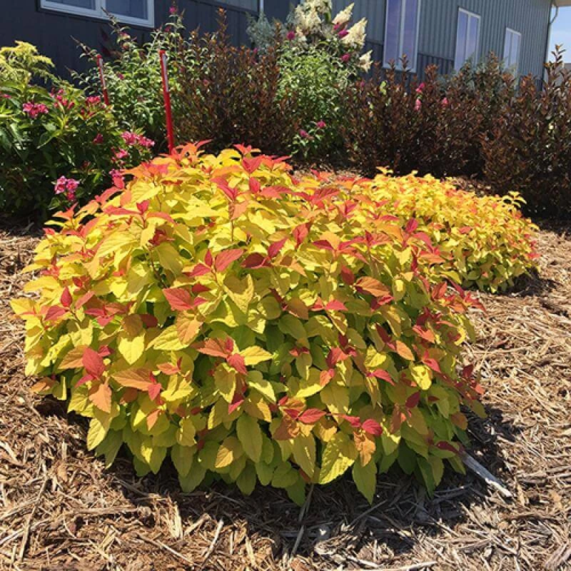 Double Play® Candy Corn® Spirea