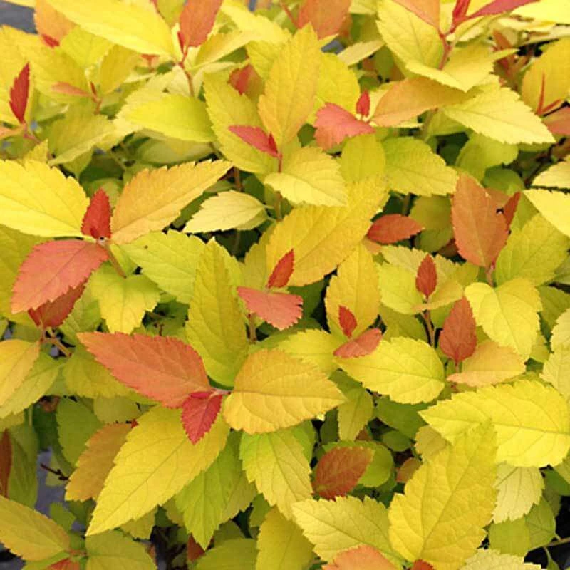Double Play® Candy Corn® Spirea - Image 2