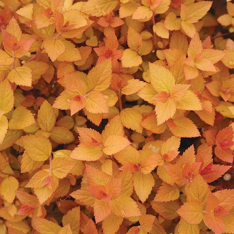 Double Play® Candy Corn® Spirea - Image 3