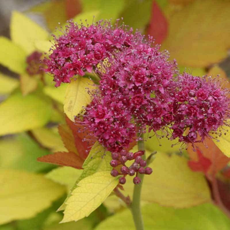Double Play® Candy Corn® Spirea - Image 4