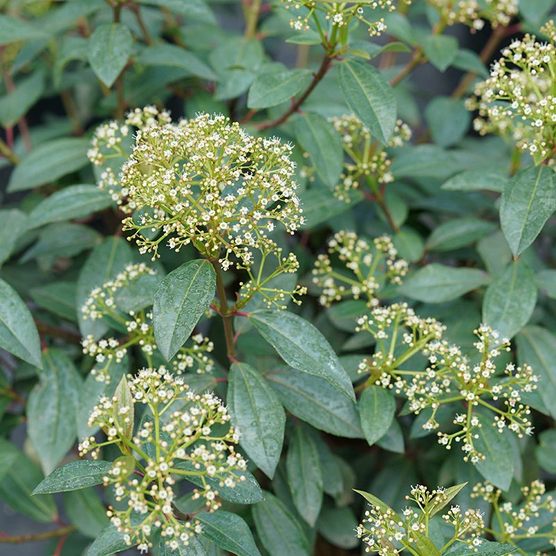 Yang® David Viburnum