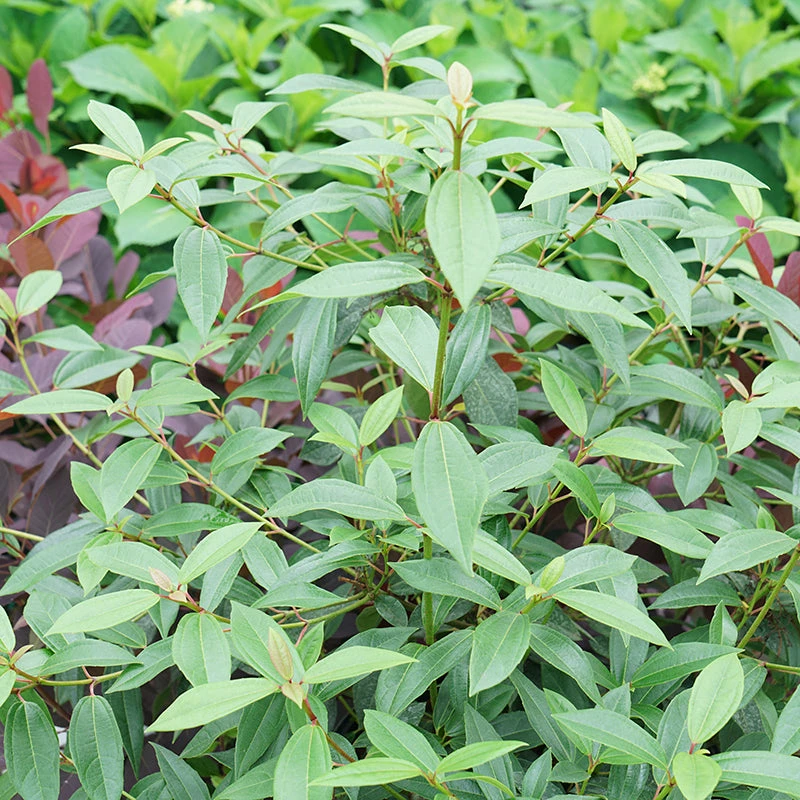 Yang® David Viburnum - Image 2