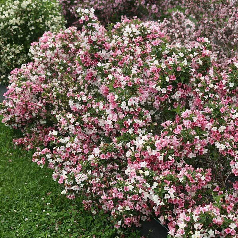 Czechmark Trilogy® Weigela - Image 5
