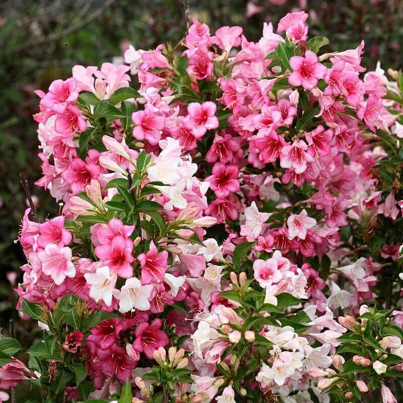 Czechmark Trilogy® Weigela - Image 4