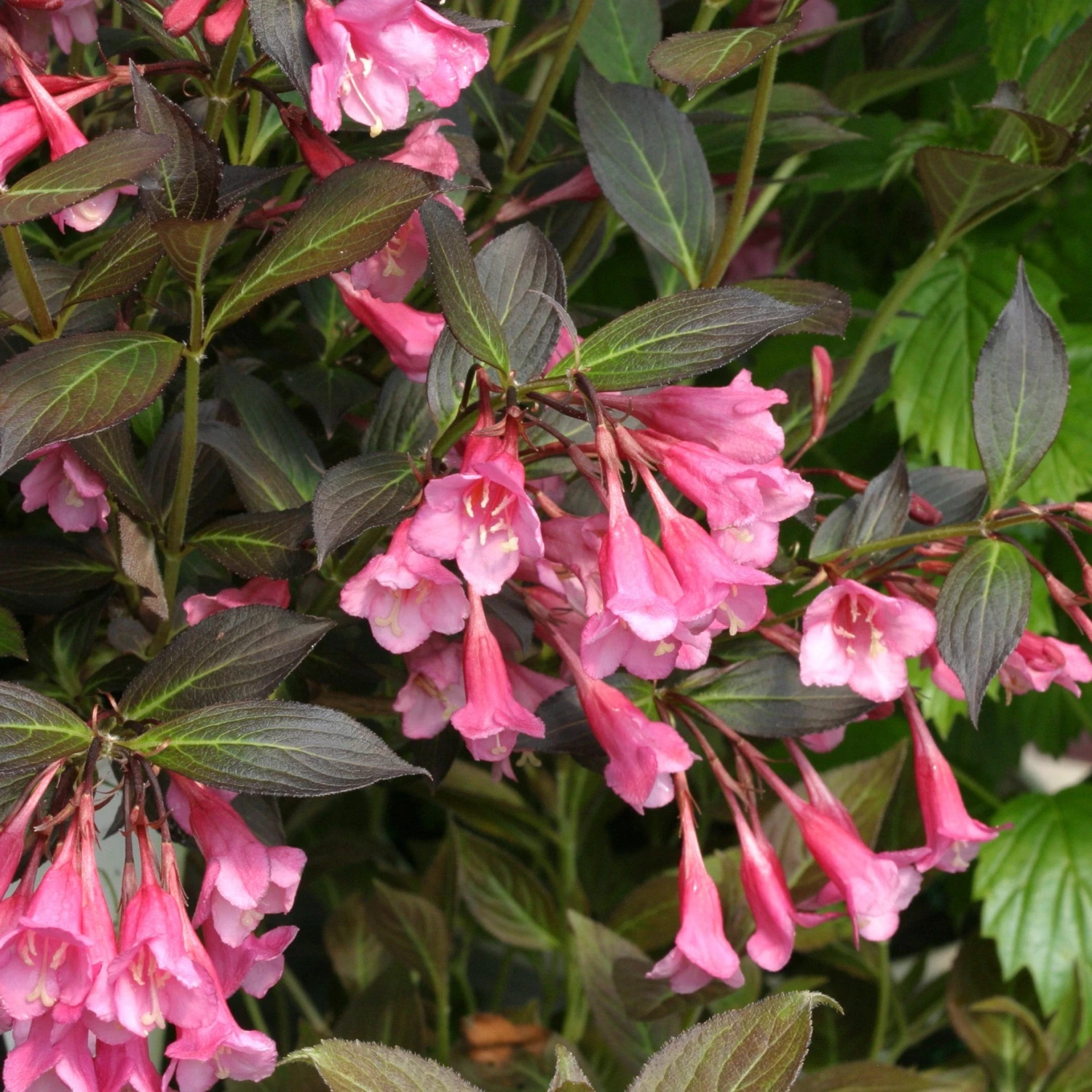 Fine Wine® Weigela - Image 3