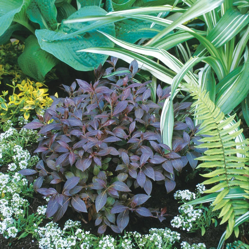 Midnight Wine® Weigela - Image 2