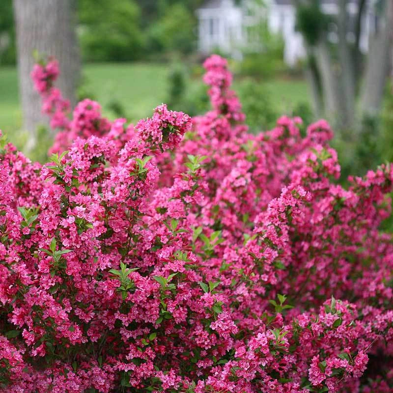 Sonic Bloom® Pink Weigela - Image 3