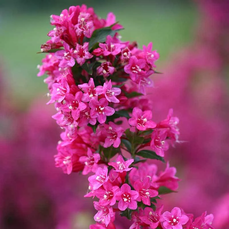 Sonic Bloom® Pink Weigela - Image 2