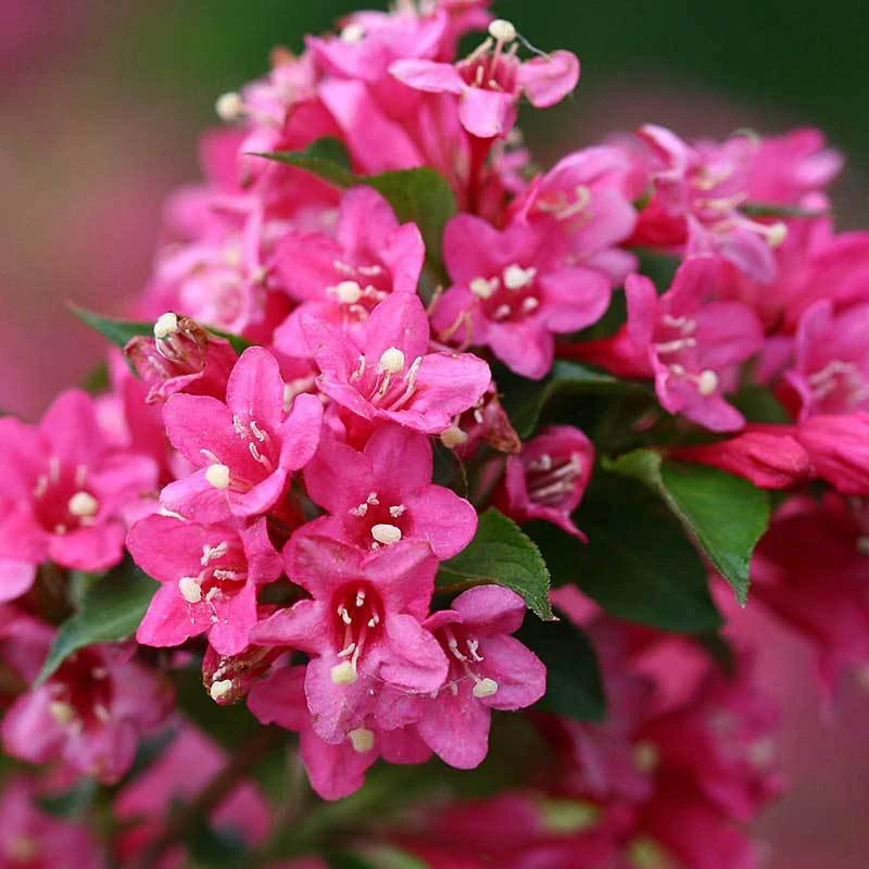 Sonic Bloom® Pink Weigela - Image 5